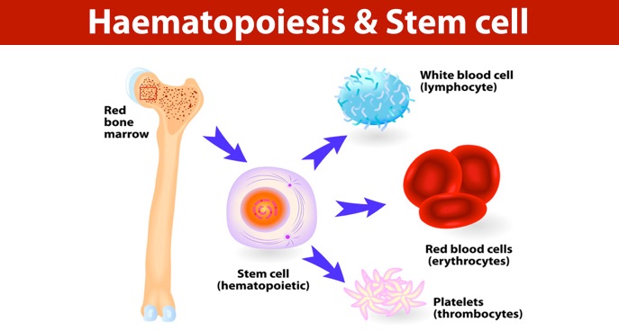 About MPNs – MPN Voice